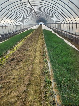 김저팔계님의 파 · 영농일지 작성글 사진