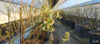 류근택님의 블루베리 · 영농일지 작성글 사진