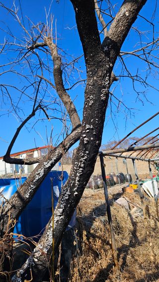 대봉농원 이경화님의 기타작물 · 영농일지 작성글 사진