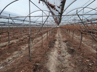 잘살아보세님의 포도 · 영농일지 작성글 사진