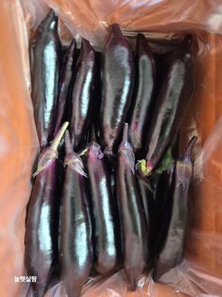 늘햇살팜 님의 기타작물 · 영농일지 작성글 사진