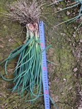 김저팔계님의 작성글 사진