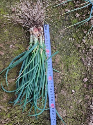 김저팔계님의 파 · 영농일지 작성글 사진