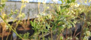 류근택님의 블루베리 · 영농일지 작성글 사진