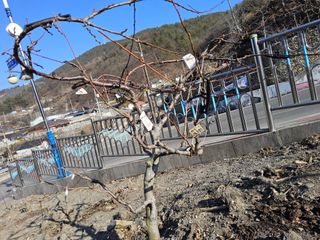 김용대님의 기타작물 · 영농일지 작성글 사진