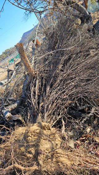 대봉농원 이경화님의 기타작물 · 영농일지 작성글 사진