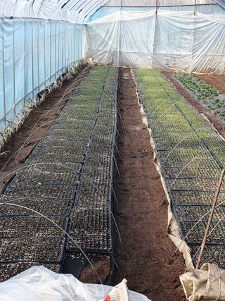 심재룡님의 파 · 영농일지 작성글 사진