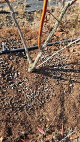 대봉농원 이경화님의 작성글 사진