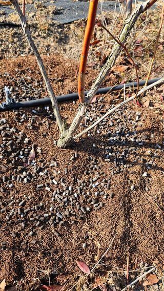 대봉농원 이경화님의 블루베리 · 영농일지 작성글 사진