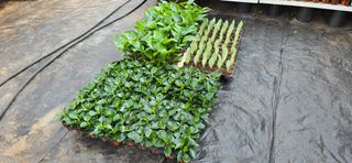 두릅나무15847님의 기타작물 · 영농일지 작성글 사진