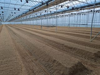 김영숙님의 토마토 · 영농일지 작성글 사진