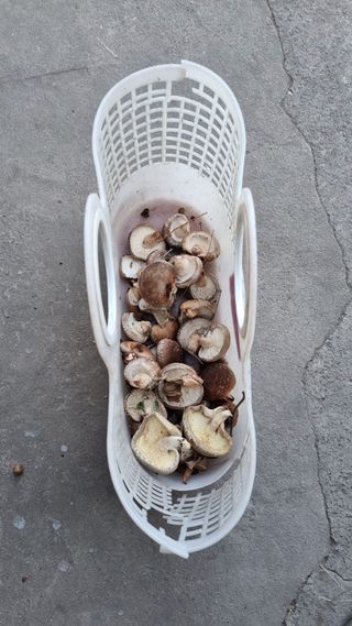 김동명님의 기타작물 · 영농일지 작성글 사진