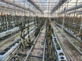 늘햇살팜 님의 호박 · 영농일지 작성글 사진