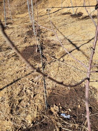 /송학 농원님의 사과 · 영농일지 작성글 사진