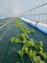 팜모닝 기타작물·영농일지 게시글 이미지