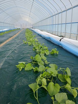 조영임님의 기타작물 · 영농일지 작성글 사진