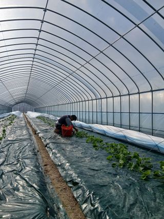 조영임님의 기타작물 · 영농일지 작성글 사진