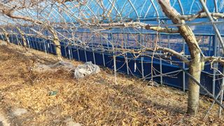 최용한님의 복숭아 · 영농일지 작성글 사진