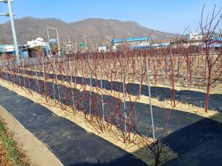 최정윤님의 딸기 · 영농일지 작성글 사진