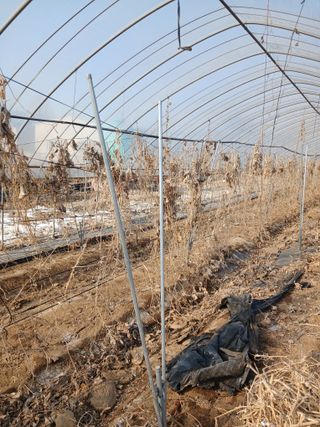 자기왕사랑해님의 고추 · 영농일지 작성글 사진