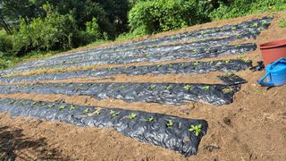 제니 박 상님의 기타작물 · 영농일지 작성글 사진