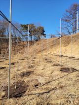 팜모닝 사과·영농일지 게시글 이미지