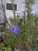 팜모닝 기타작물·영농일지 게시글 이미지