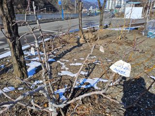 김용대님의 사과 · 영농일지 작성글 사진