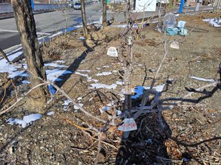 김용대님의 사과 · 영농일지 작성글 사진