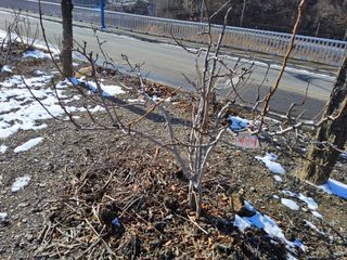 김용대님의 사과 · 영농일지 작성글 사진