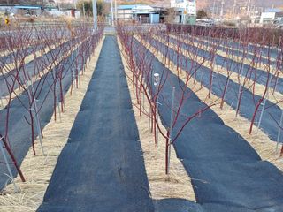 최정윤님의 딸기 · 영농일지 작성글 사진