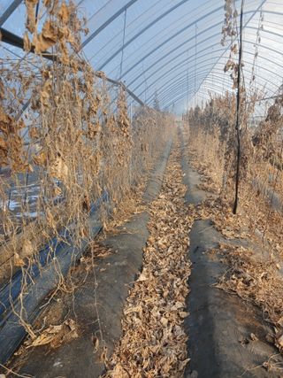 자기왕사랑해님의 고추 · 영농일지 작성글 사진