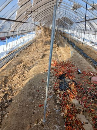 자기왕사랑해님의 고추 · 영농일지 작성글 사진