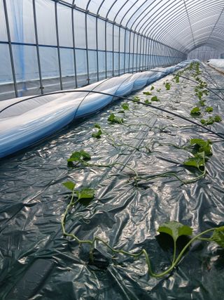 조영임님의 기타작물 · 영농일지 작성글 사진