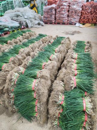 김저팔계님의 파 · 영농일지 작성글 사진