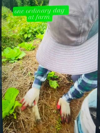 송강섭님의 고추 · 영농일지 작성글 사진