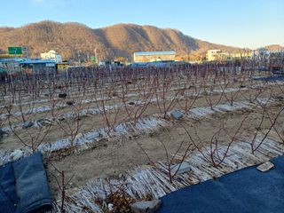 최정윤님의 딸기 · 영농일지 작성글 사진