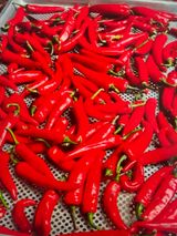 팜모닝 고추·영농일지 게시글 이미지