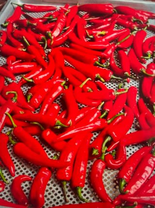 송강섭님의 고추 · 영농일지 작성글 사진