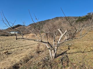 초록농님의 감 · 영농일지 작성글 사진
