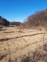 팜모닝 고구마·영농일지 게시글 이미지