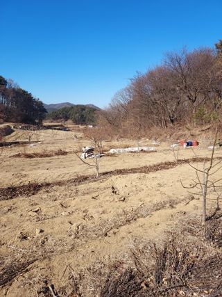 18562최장영님의 고구마 · 영농일지 작성글 사진