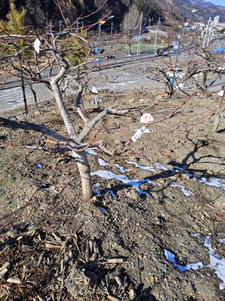 김용대님의 자두 · 영농일지 작성글 사진