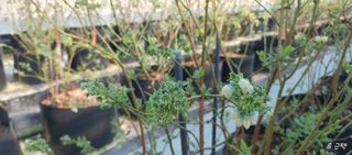 류근택님의 블루베리 · 영농일지 작성글 사진