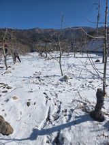 팜모닝 사과·영농일지 게시글 이미지