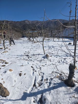염태진님의 사과 · 영농일지 작성글 사진