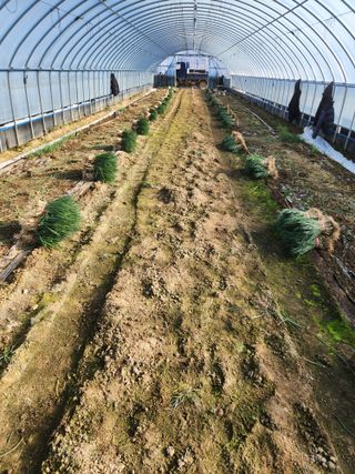 김저팔계님의 파 · 영농일지 작성글 사진