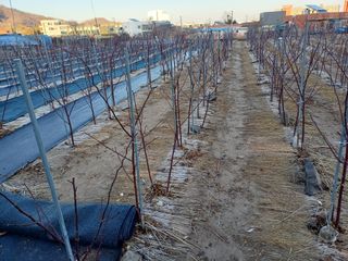 최정윤님의 딸기 · 영농일지 작성글 사진