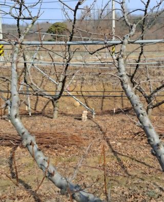 젠틀맨님의 자두 · 영농일지 작성글 사진