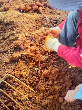 송강섭님의 고구마 · 영농일지 작성글 사진